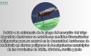Establecen medidas fitosanitarias obligatorias para prevenir la plaga del mosquito del trigo en la campaña 2025-2026