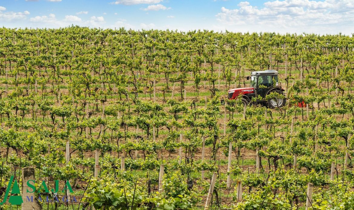 La Junta de Andalucía convoca las ayudas para la reestructuración y reconversión del viñedo en 2026