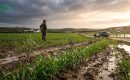 Primer listado de beneficiarios de las ayudas por daños de las borrascas no indemnizados por el seguro agrario